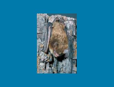 Keen's Long-eared Myotis Roger Barbour