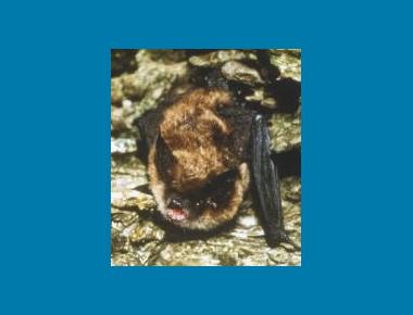 Keen's Long-eared Myotis Mark Carema