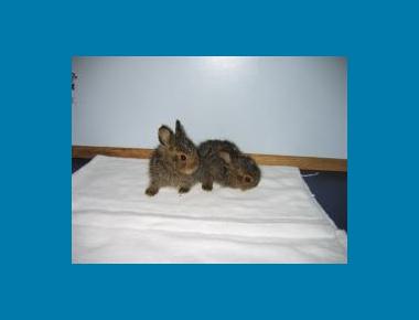 "Leverets" (young hares) Maple Ridge 2008 Elizabeth Melnick