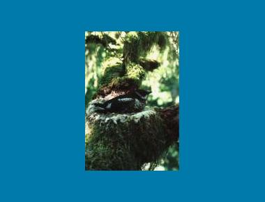Adult on nest WA Dept. of Natural Resources