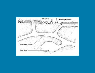 Mole runway system Jennifer Reese
