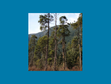 Shore pine stand pocket bog P. Zevit