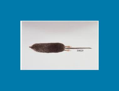 Olympic Shrew (dorsal veiw) R&V Rausch 2008