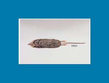 Olympic Shrew (ventral view) R&V Rausch 2008
