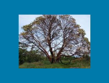 Arbutus in Garry oak association P. Zevit