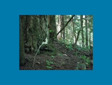 Mixed forest occurence Kym Welstead