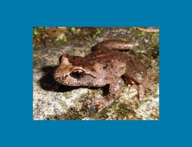 Male from West Vancouver (Hollyburn) M Starkey
