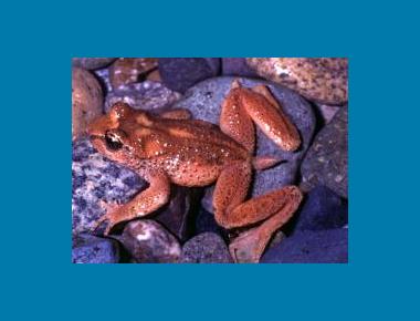 Adult male showing "tail" & colour variation Brad Moon