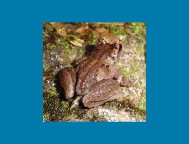 Male from West Vancouver (Hollyburn) M Starkey