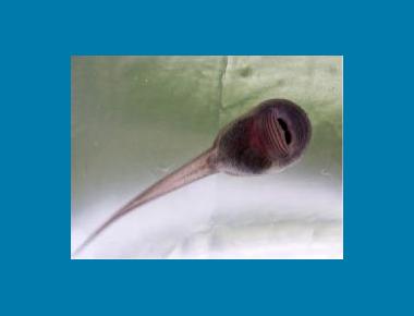 Tadpole showing mouth parts Brian Klinkenberg