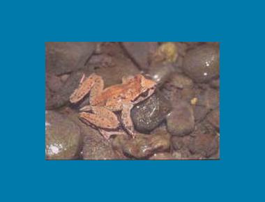 Adult male showing "tail" & colour variation USGS