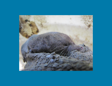 Pacific Water Shrew Chris Lee