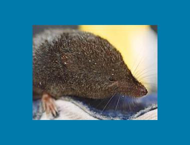 Pacific Water Shrew Chris Schmidt
