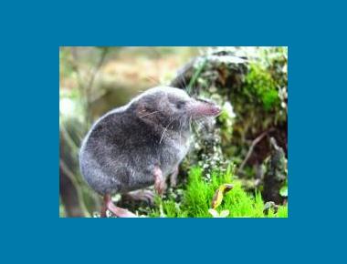 Pacific Water Shrew Denis Knopp