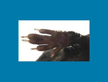 Pacific Water Shrew fringe hairs on hindfoot 