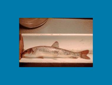 Adult (from Little Campbell River) A Rocha
