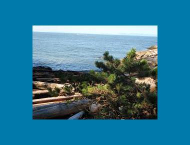 Shore pine on marine bluff P. Zevit