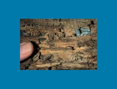 Typical cavity use in downed wood K. Ovaska