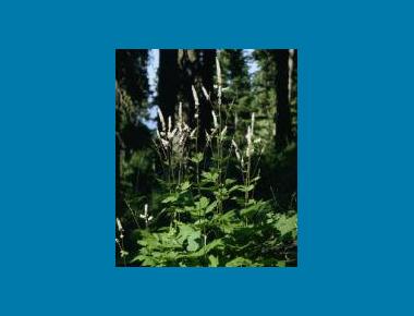 Plant cluster Thomas N. Kaye