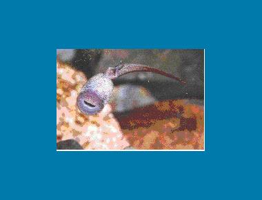 Tadpole showing mouth parts R. Rithaler