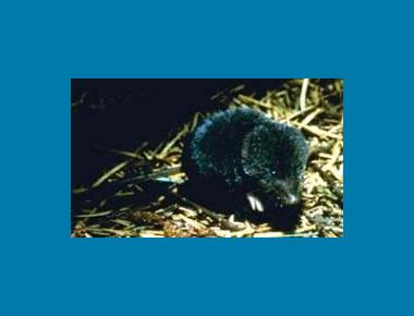 Trowbridge's Shrew Victor B Scheffer