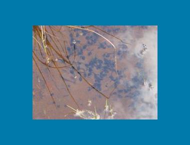 Tadpoles massing Pamela Zevit