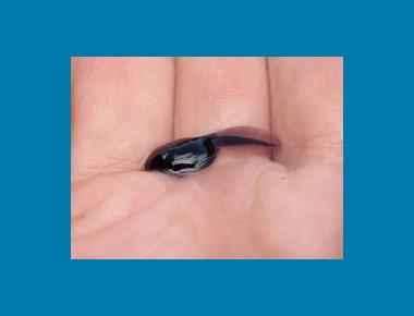Tadpole Pamela Zevit