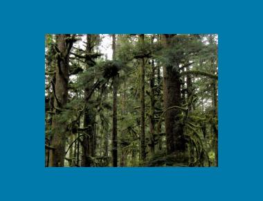 Dwarf mistletoe infected hemlock Pamela Zevit