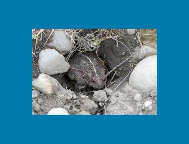 Adult in burrow Rod Gilbert