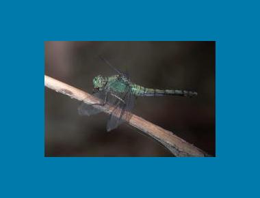 Immature male William P. Leonard