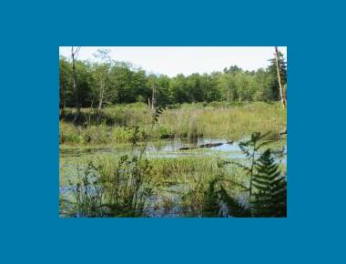 West Creek Wetlands P. Liley
