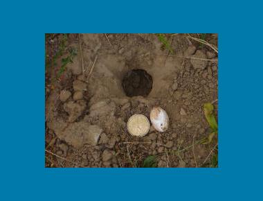 Nest with egg Kristiina Ovaska
