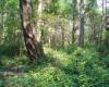 Coastal Douglas-fir Understory S. Saunders