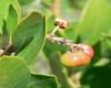Hairy manzanita berry Shebs Wikipedia