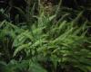 Deer Fern W. Seigmund