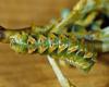 Larva David Nunnallee