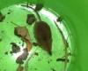 Cinereus Shrew Pamela Zevit 2005