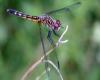 Immature male R.A. Nonemacher Wikipedia