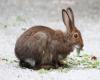 Adult Burnaby Lake 2009  S&J Linn 