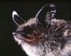 Keen's Long-eared Myotis US National Parks Service