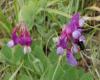 Beach pea
