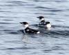 Adult plumage Angus Wilson