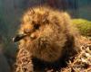 Chick Peter Halasz Wikipedia