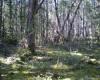 Coastal Douglas-fir Understory S. Saunders