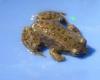 Froglet Scott Barrett