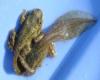 Metamorphosing tadpoles Scott Barrett