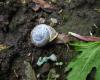 Shell characteristics at maturity Ryan Durand