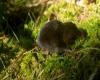 Pacific Water Shrew Denis Knopp