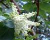 Arbutus floral spikes Seglea Wikipedia
