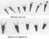 Comparison of achenes Brian Klinkenberg